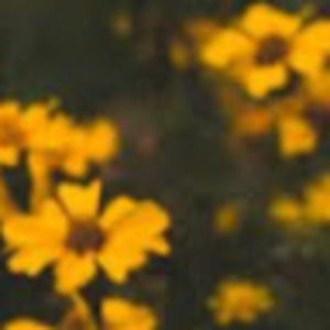 Meet your Posher, Alaina